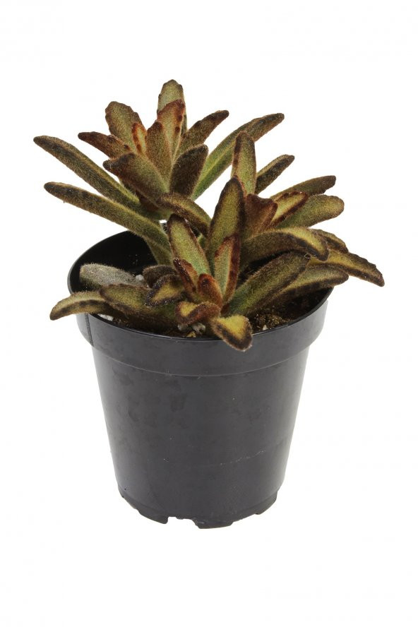 Kalanchoe tomentosa Cinnamon Sukulent ürün görseli 1