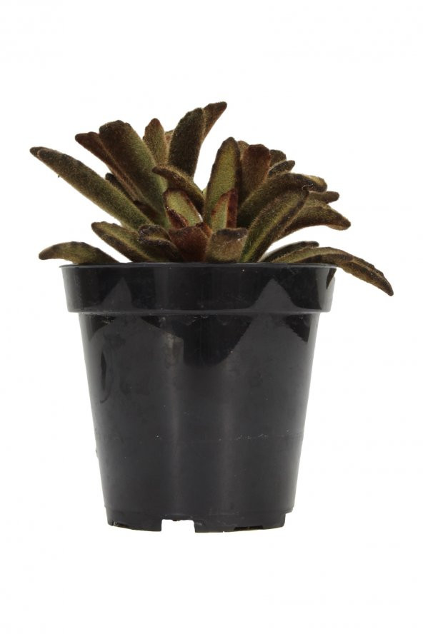 Kalanchoe tomentosa Cinnamon Sukulent - Resim 2