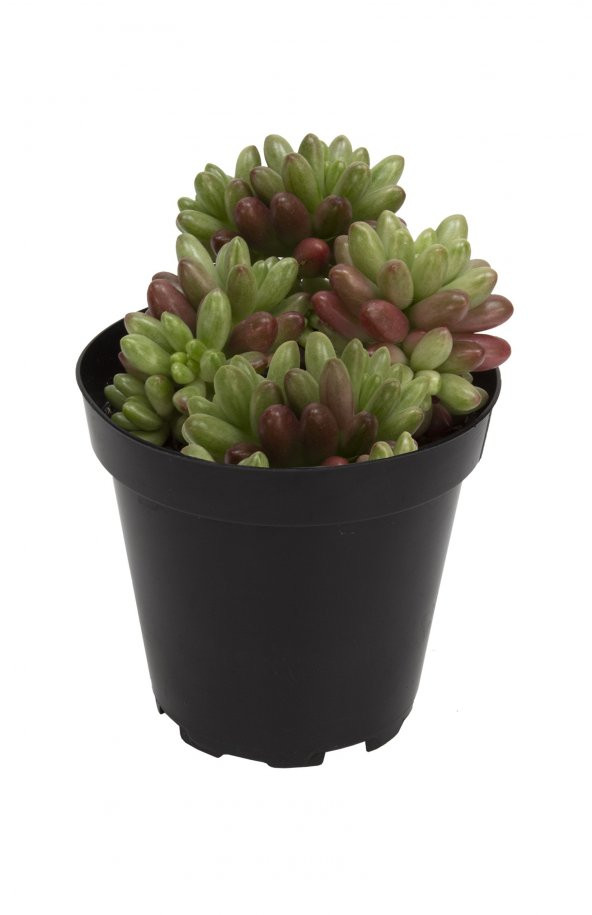 Sedum rubrotinctum Aurora Sukulent ürün görseli 1