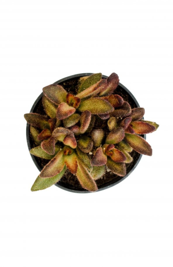 Kalanchoe tomentosa Cinnamon Sukulent - Resim 3