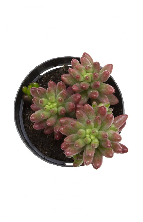 Sedum rubrotinctum Aurora Sukulent - Resim 2