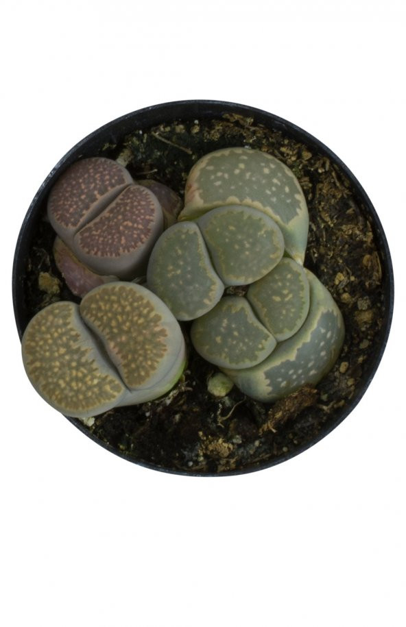 LITHOPS SPP - Resim 3