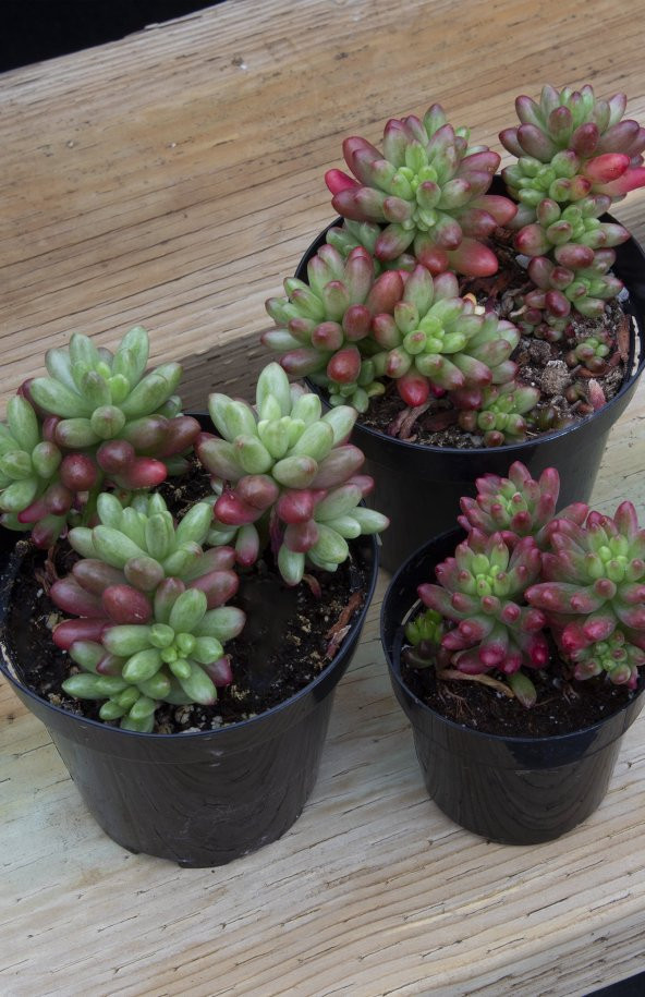 Sedum rubrotinctum Aurora Sukulent - Resim 3