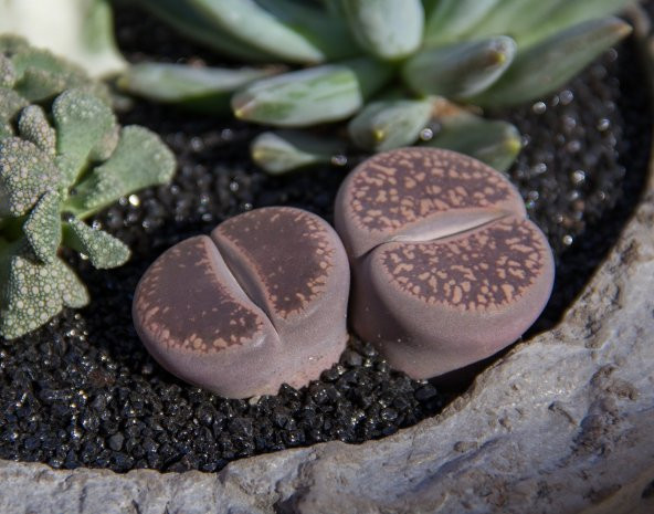 LITHOPS SPP - Resim 4