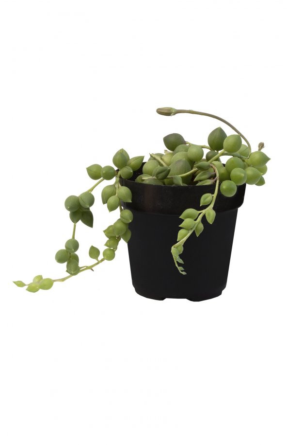 SENECIO STRING OF RAINDROPS SUKULENT - Resim 2