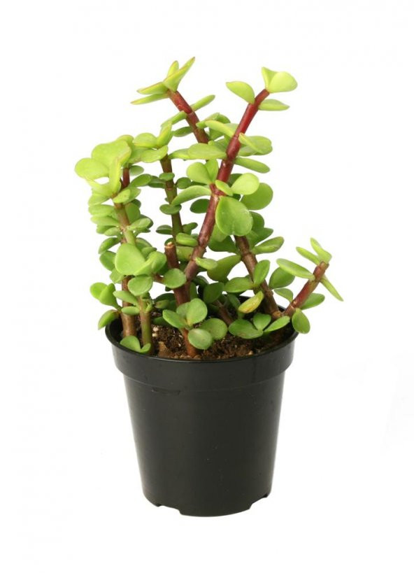 Portulacaria afra Elephant Bush Sukulent ürün görseli 1