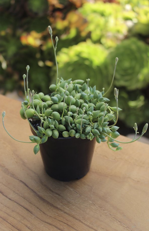 SENECIO STRING OF RAINDROPS SUKULENT - Resim 3