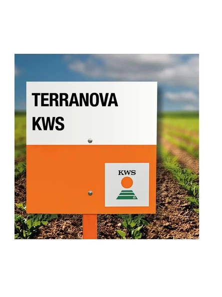Kws Terranova Şeker Pancarı Tohumu 100.000 ad. ürün görseli 1