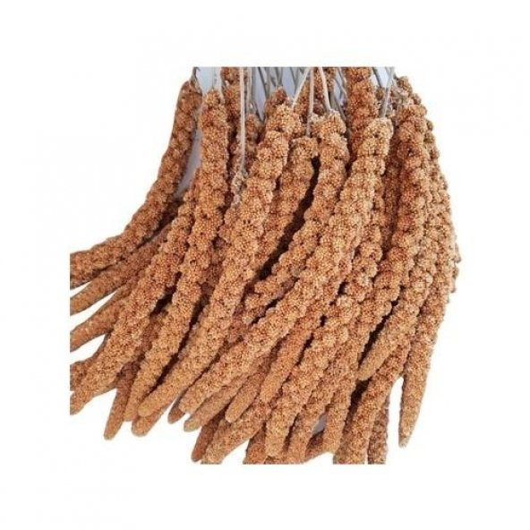 Kuşlar İçin Kızıl Dal Darı 1 kg ürün görseli 1