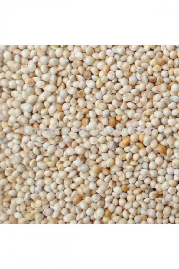 Ak (BEYAZ) Darı 10 Kg Kuş Yemi ürün görseli 1