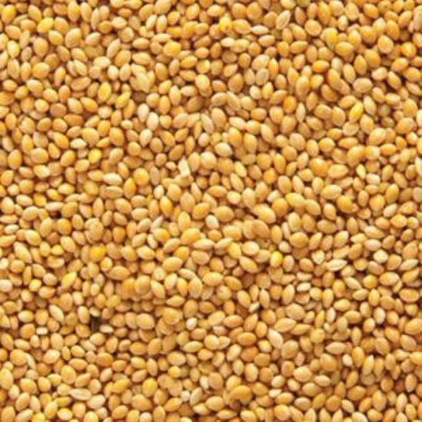 AK DARI MUHABBET KUŞ YEMİ 5 KG ürün görseli 1