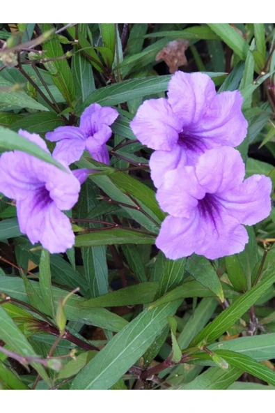 Meksika Petunyası Çiçeği - Ruelya (Ruellia) 120-150 cm ürün görseli 1