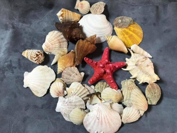 Dekoratif Deniz Kabuğu Sepeti - Resim 4