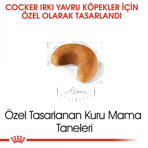 Royal Canin Cocker Junior 3 Kg. - Resim 3
