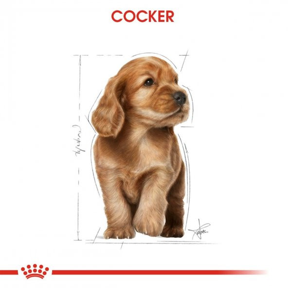 Royal Canin Cocker Junior 3 Kg. - Resim 4