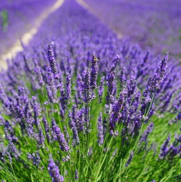 Saksıda 2 Adet Lavanta Çiçeği(Lavandula Officinalis) Fidanı 30-40 CM ürün görseli 1