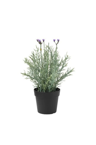 5  Adet Lavanta Çiçeği Fidanı (Lavandula Officinalis) Fidanı 30-40 CM ürün görseli 1