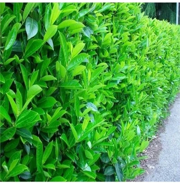 2 ADET Saksıda Kartopu Viburnum Lucidum Fidanı 80-110 Cm Doğal Çit Duvar ürün görseli 1