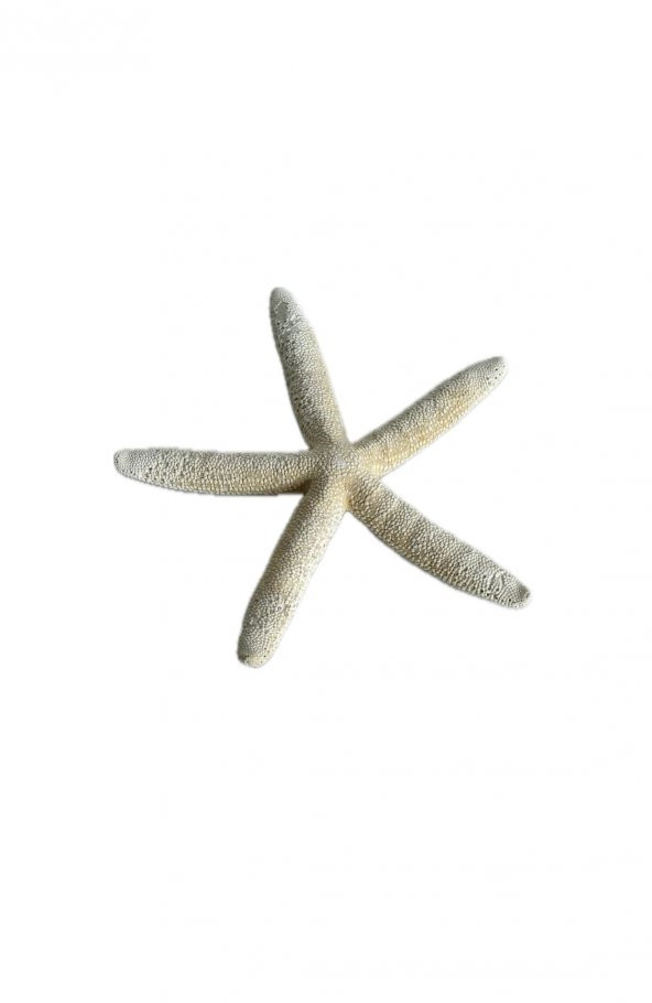 Doğal Parmak Deniz Yıldızı 15-20cm ürün görseli 1