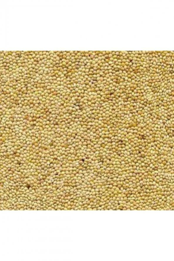 Muhabbet Kuşu Yemi Ak Darı 5kg ürün görseli 1