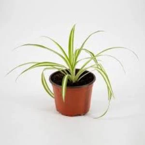 Kurdela Çiçeği 10-20 Cm - Resim 3