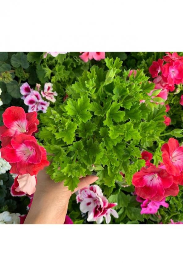 Ceylan Gözü Sardunya Çiçeği Fidanı Açık Pembe 10-20 Cm ürün görseli 1