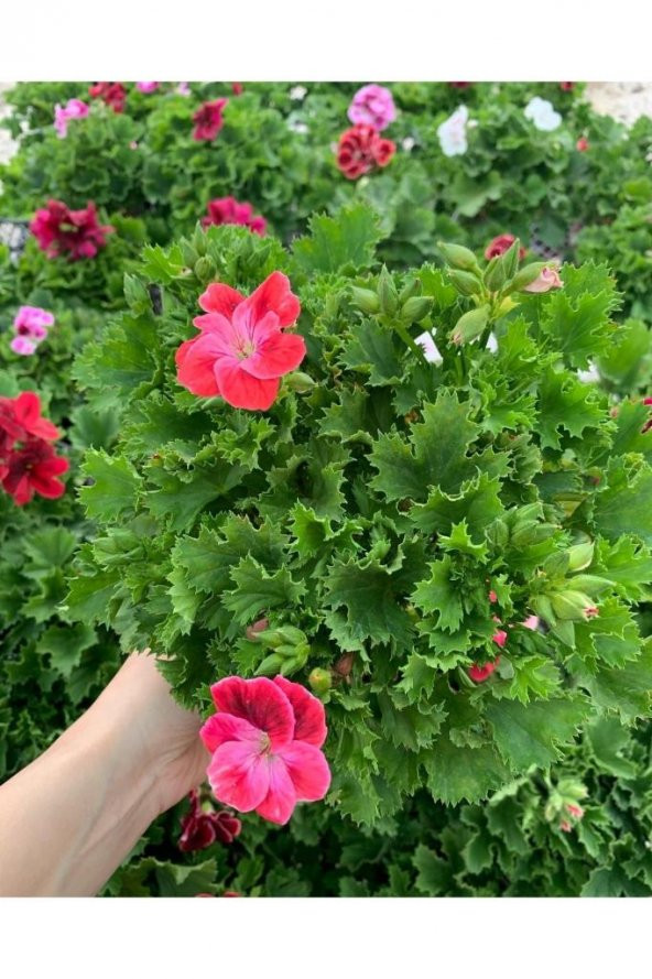 Ceylan Gözü Sardunya Fidanı Fuşya 10-20 Cm ürün görseli 1