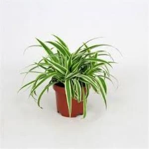 Kurdela Çiçeği 10-20 Cm - Resim 5