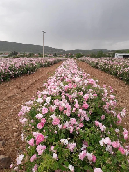 Pembe Yediveren Gül Fidanı Polyanna 1 Adet 15-25 Cm ürün görseli 1