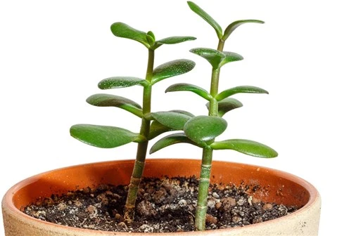 Crassula Para Çiçeği Fidanı Fidesi 10-20 Cm ürün görseli 1
