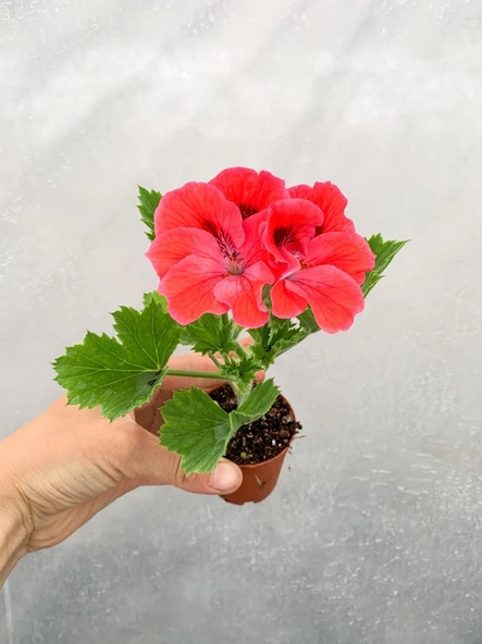 Somon Ceylan Gözü Canan Sardunya Çiçeği Fidanı Turuncu 10-20 Cm ürün görseli 1