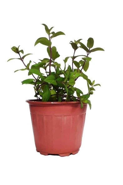 Nane Fidanı Fidesi 1 Adet 10-20 Cm Mentha ürün görseli 1