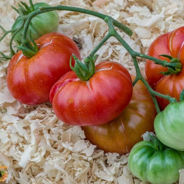 Etli Red Calabash Domates Tohumu (15 tohum) ürün görseli 1