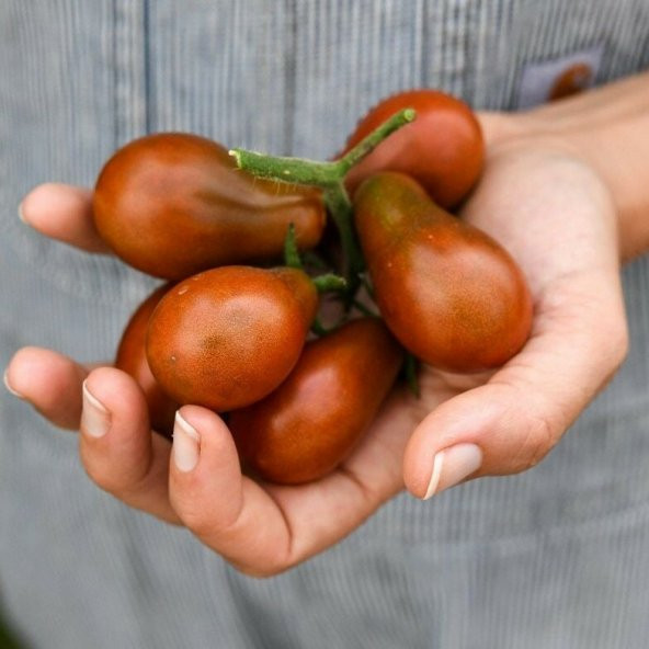 Çikolata Ampül Domatesi Chocolate Pear Domates Tohumu (15 tohum) ürün görseli 1