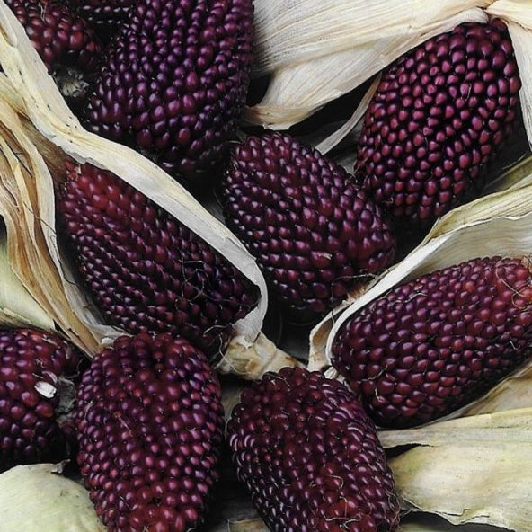 Strawberry Mısırı Tohumu (10 tohum) ürün görseli 1