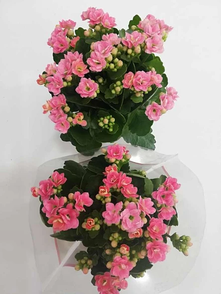 Pembe Kalanşo Kalanchoe Emel Hanım Kardeş Kanı Çiçeği 10-20 cm ürün görseli 1