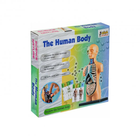 Asya Oyuncak The Human Body İnsan Vücut Tanıma Seti ürün görseli 1