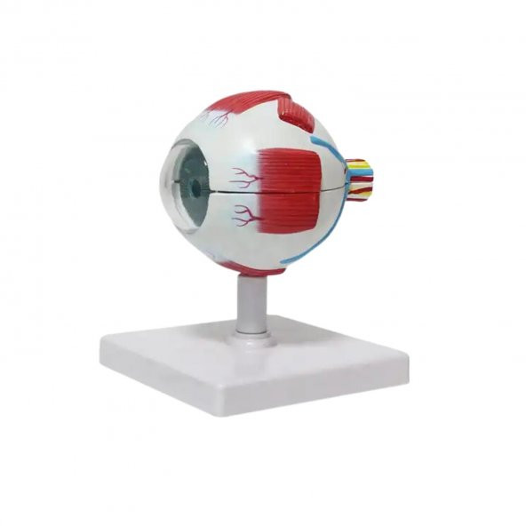 Göz Maketi Model 50 - Resim 2