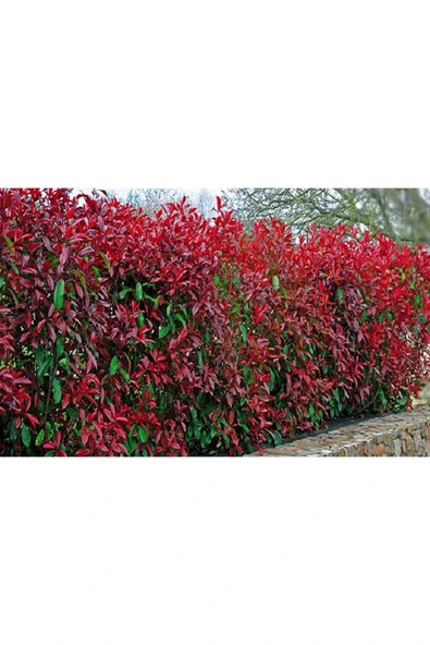 5 adet Alev Çalısı (Photinia Red Robin) 70-100 cm ürün görseli 1