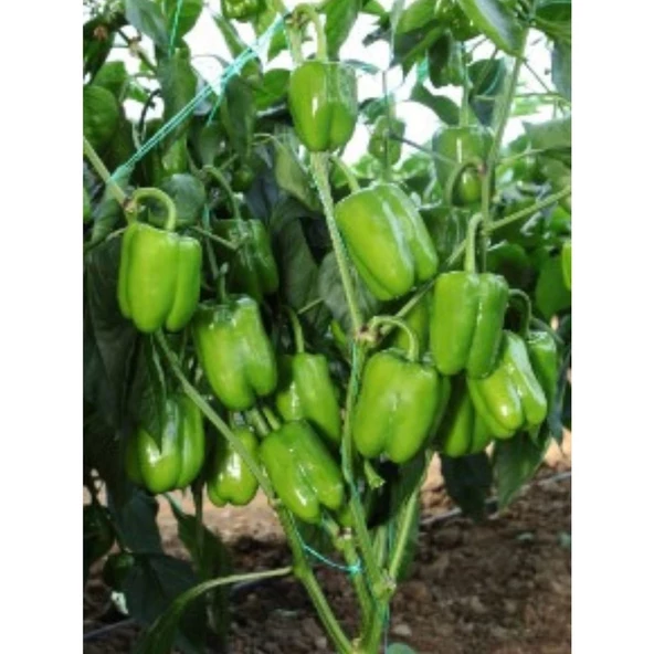 Bursa Tohum Bt Süper Dolma Biber 016 ürün görseli 1