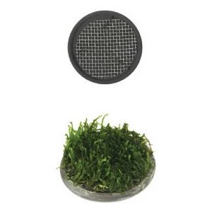 Ista Bitki Tabanı Seramik 5 cm Yuvarlak ürün görseli 1