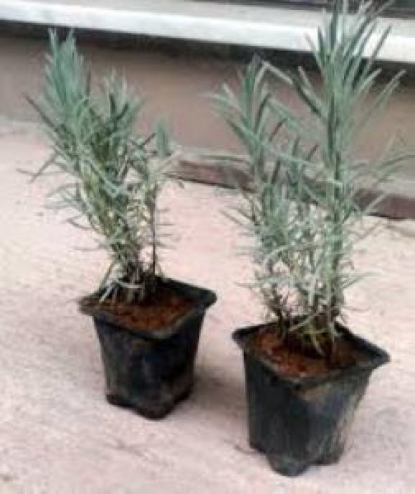 Lavanta Fidanı 4 Adet 15-25 Cm Intermedia ürün görseli 1