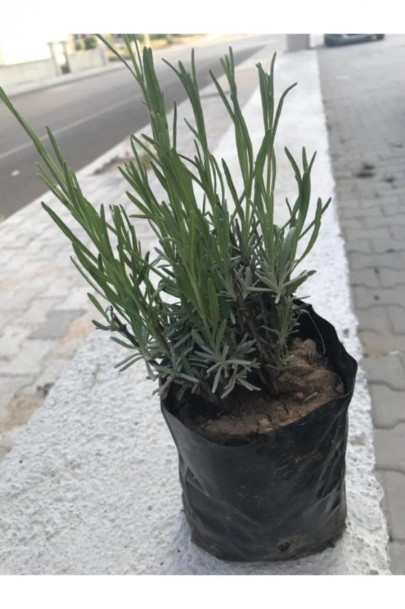 Ekonomik Boy Lavanta Fidanı 3 Adet 15-25 Cm Intermedia ürün görseli 1