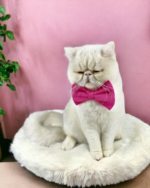 Pinky Pie Kedi Papyonu ürün görseli 1