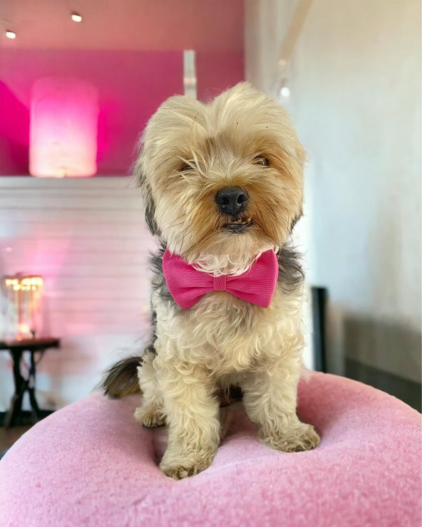 Pinky Pie Köpek Papyonu Kurdela ürün görseli 1