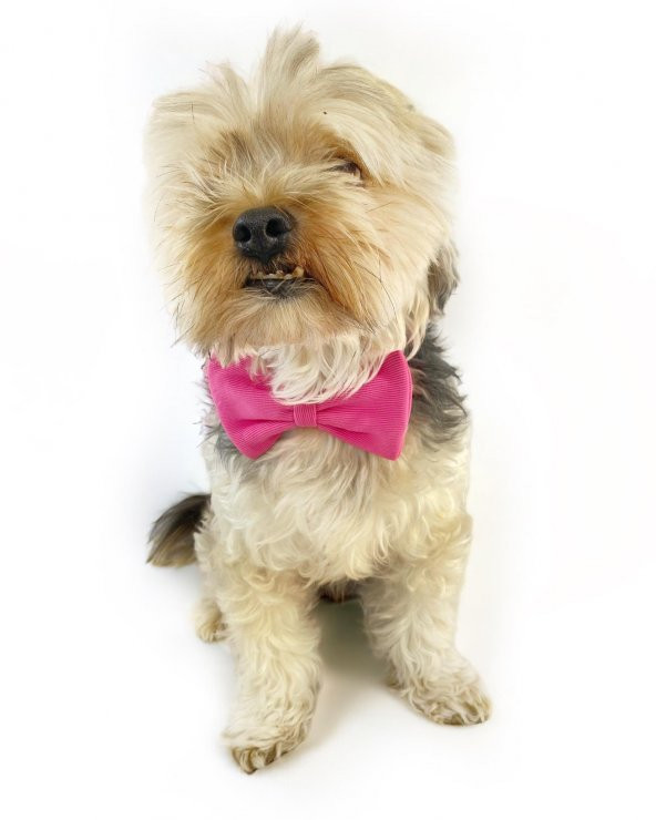 Pinky Pie Köpek Papyonu Kurdela - Resim 2
