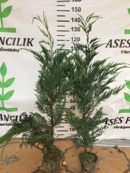 2 ADET GENİŞ FORMLU LEYLANDİ FİDANI BOY 100-130 CM ürün görseli 1