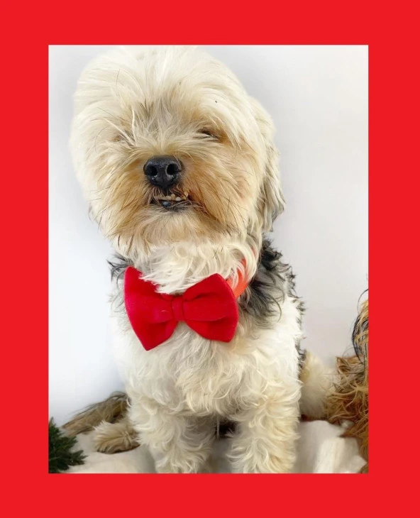 Maxi Rouge Köpek Papyonu Kurdela Tasma Yılbaşı Noel ürün görseli 1