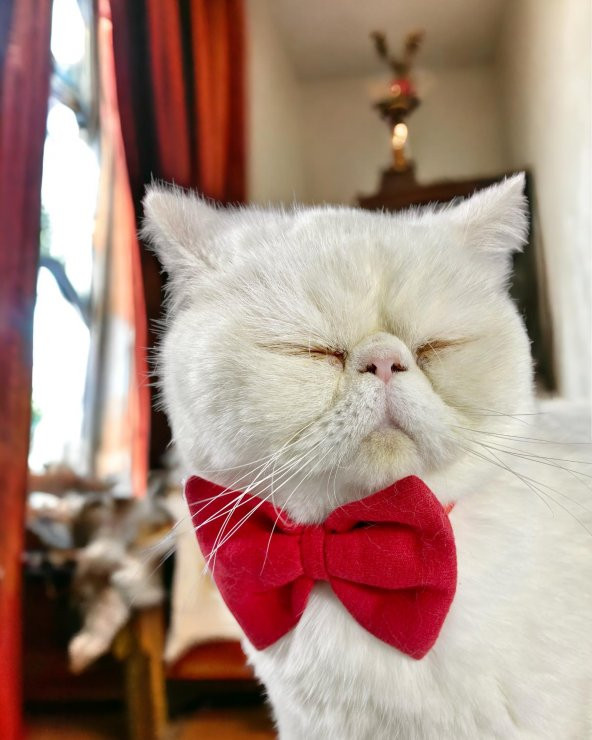 Maxi Rouge Kedi Papyonu Kurdela Tasma Yılbaşı Noel ürün görseli 1