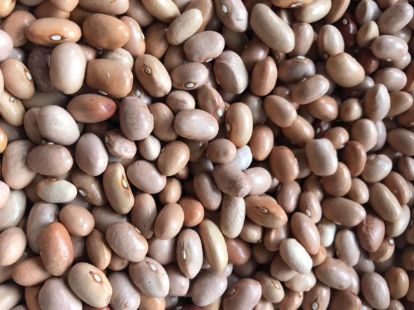 YERLİ SARI ŞEKER SIRIK FASULYE TOHUMU 500 GR ürün görseli 1